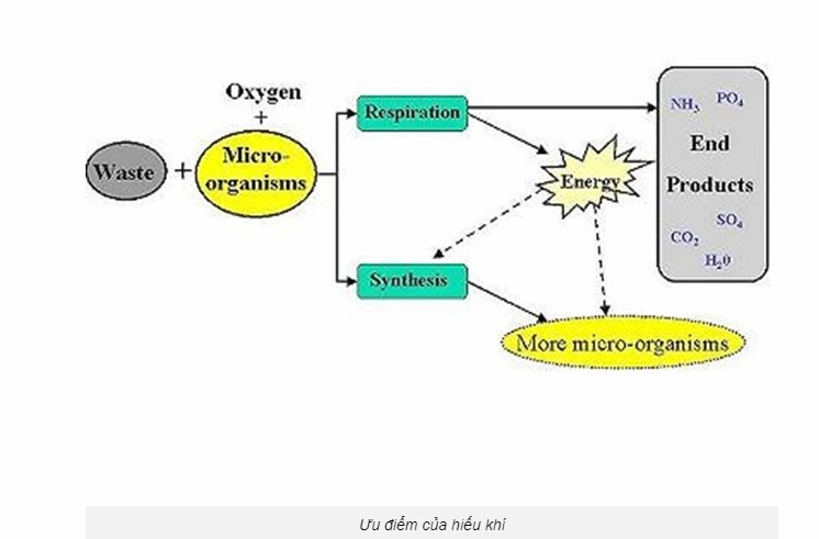 Minh họa khái niệm hiếu khí trong tự nhiên và cơ thể con người