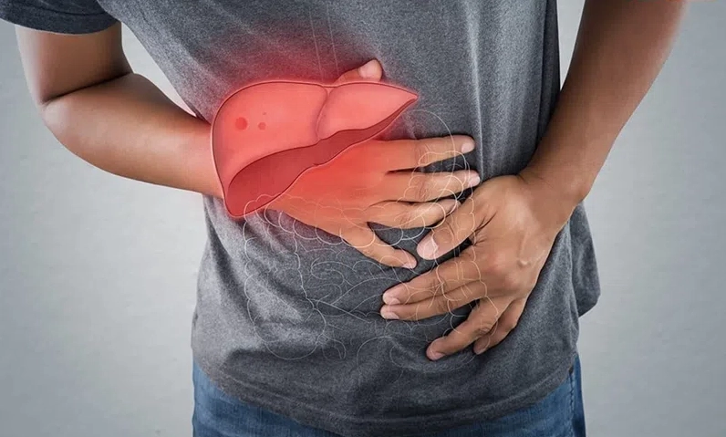 Minh họa tác dụng bảo vệ và hỗ trợ điều trị các bệnh lý về gan của nhân trần