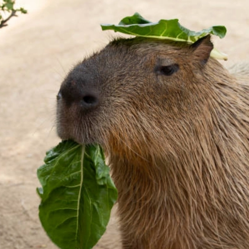 Mlem mlem với bộ meme con chuột ăn chuối cute lòi mắt