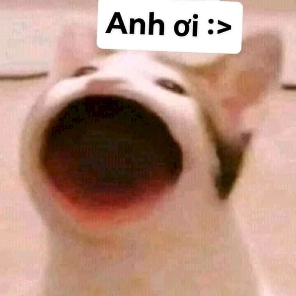 Mở kho ảnh mèo meme há miệng hot trend
