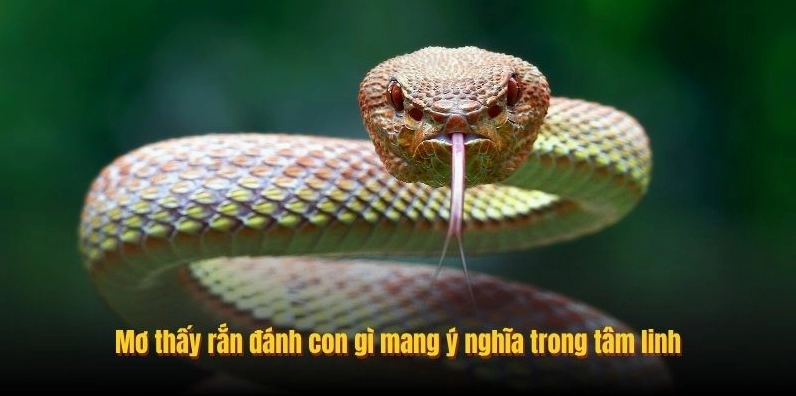 Mơ thấy rắn đánh con gì mang ý nghĩa trong tâm linh