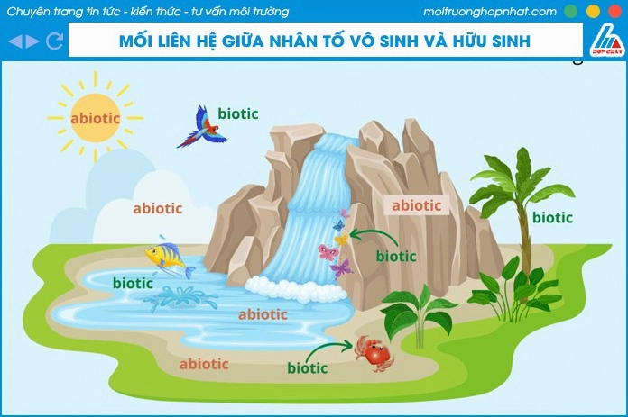 Mối liên hệ mật thiết giữa nhân tố vô sinh và nhân tố hữu sinh