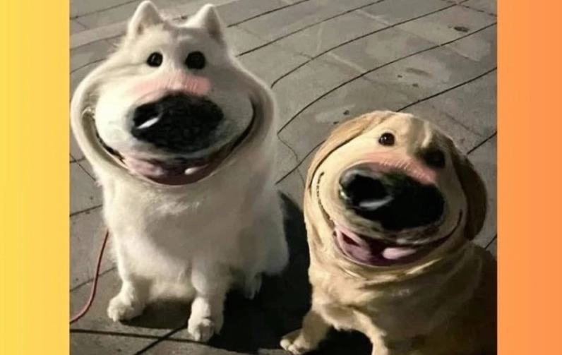Một chiếc meme chó vô cùng đáng yêu