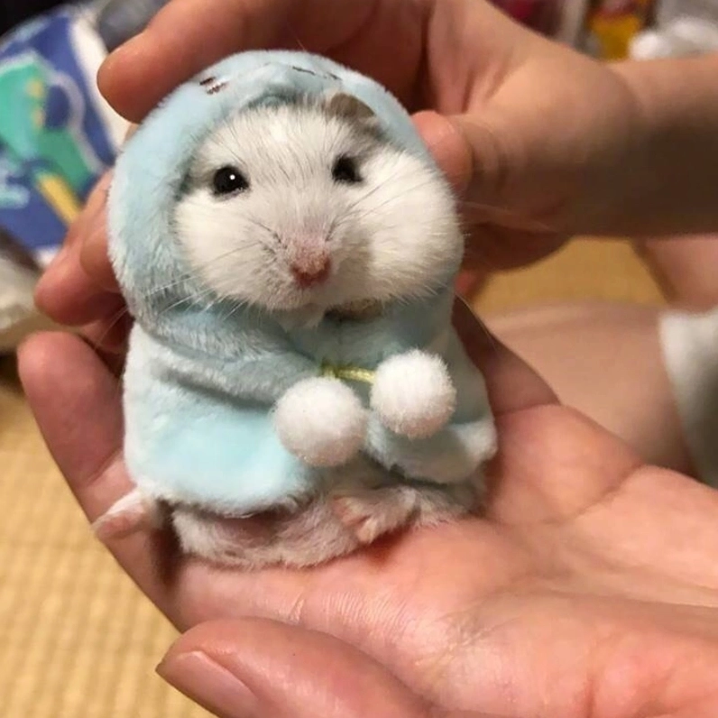 Một chiều buồn cùng meme con chuột buồn