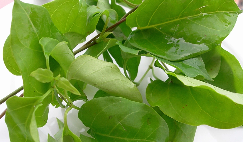 Một số lưu ý khi sử dụng lá giang