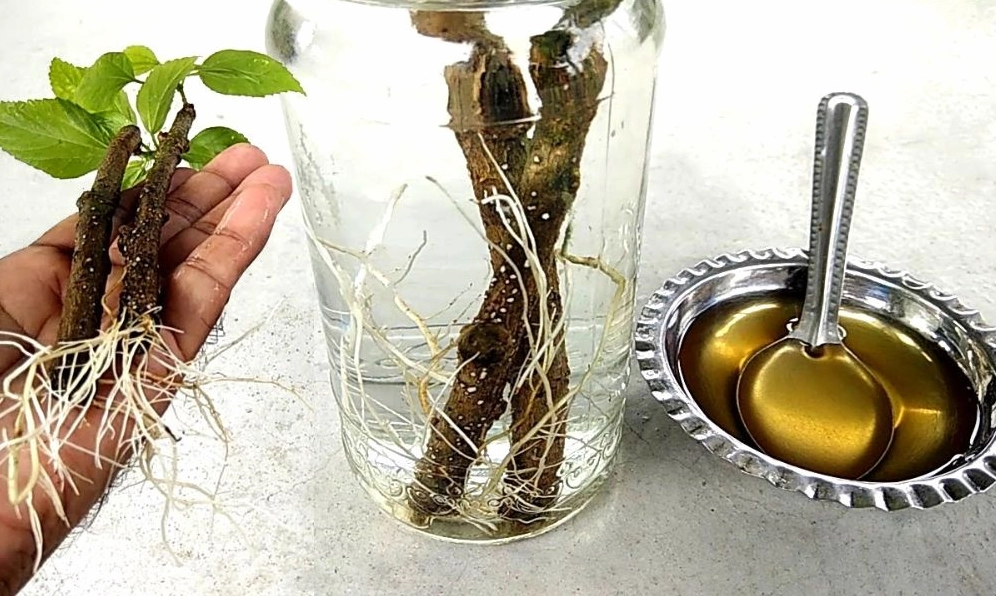 Ngâm gốc cành vào dung dịch kích rễ đúng kỹ thuật giúp cây dễ ra rễ hơn