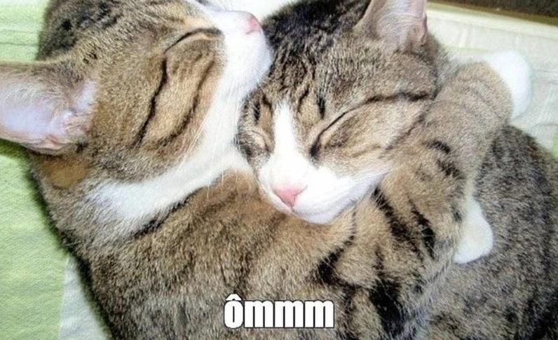 Ngắm nhìn vẻ đẹp meme an ủi cảm động