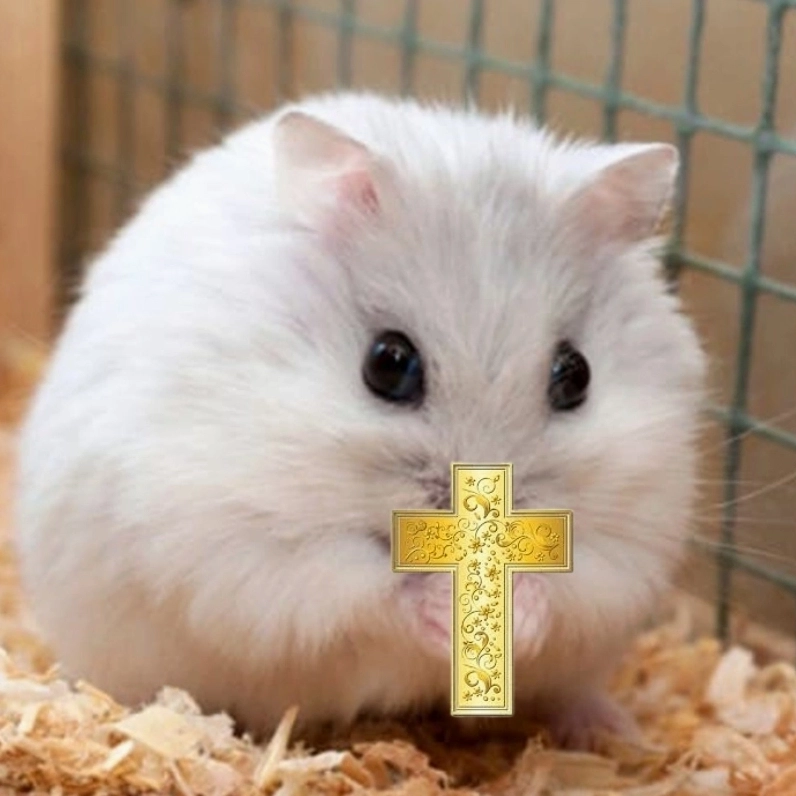 Nghiêm túc không nổi với meme chuột thánh giá