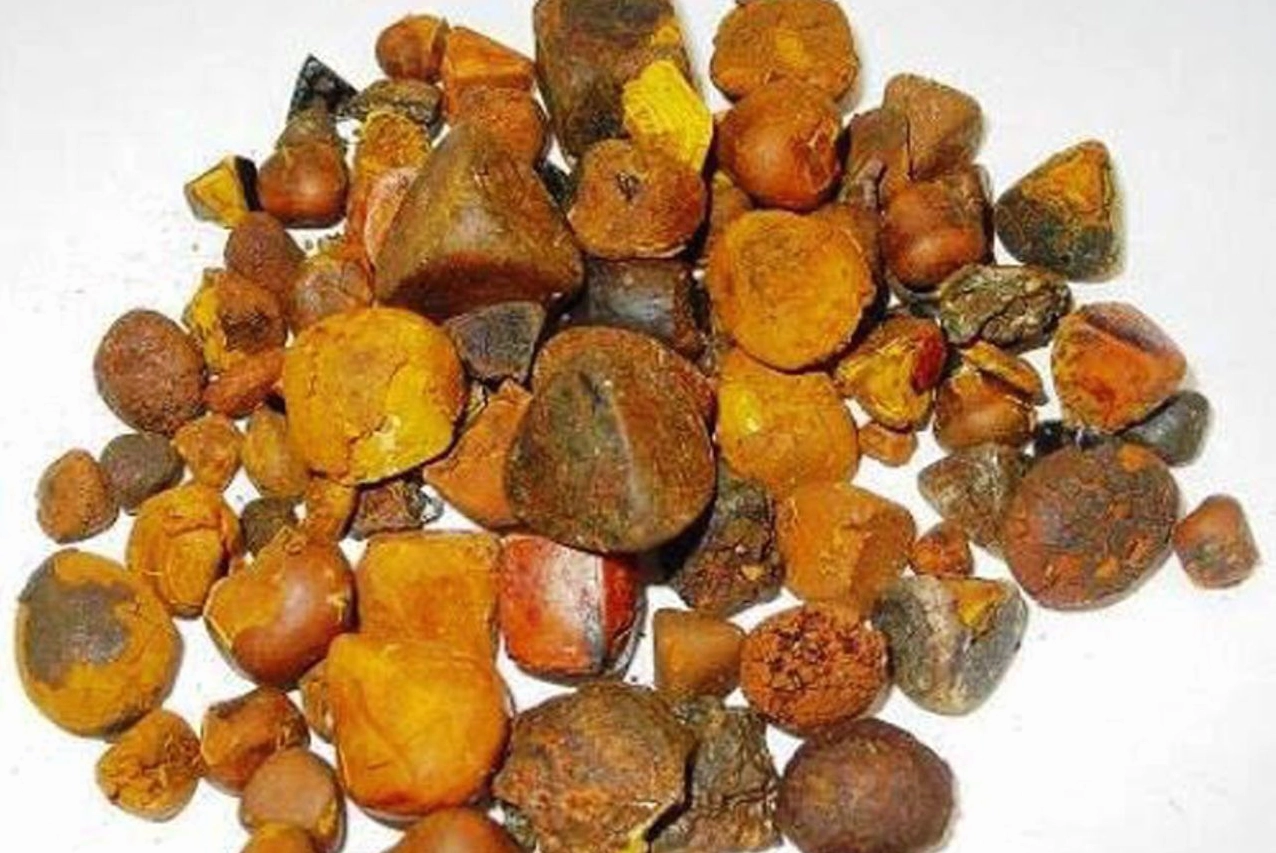 Ngưu hoàng là vị thuốc quý hiếm được hình thành từ sỏi mật của bò