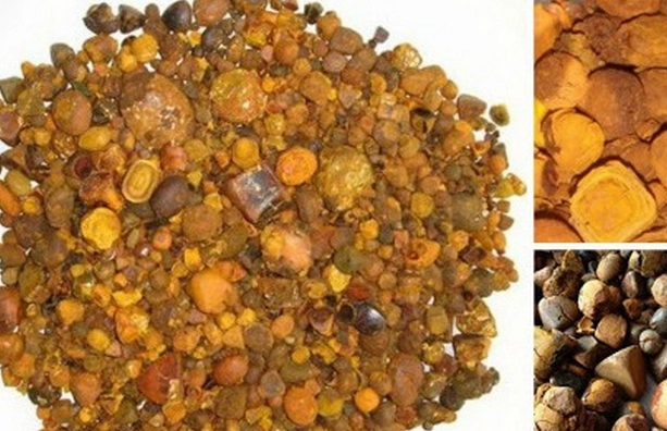 Ngưu hoàng là vị thuốc quý trị các chứng sốt cao mê sảng co giật trúng phong bất tỉnh
