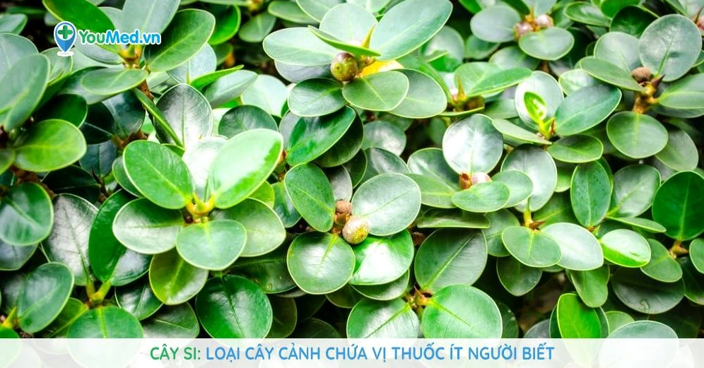 Nhiều loại dược liệu quý trong đông y cần được sử dụng đúng cách