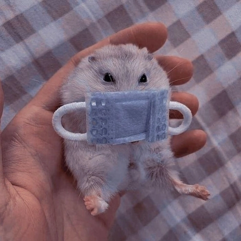 Nhìn mà thương với meme con chuột đáng thương