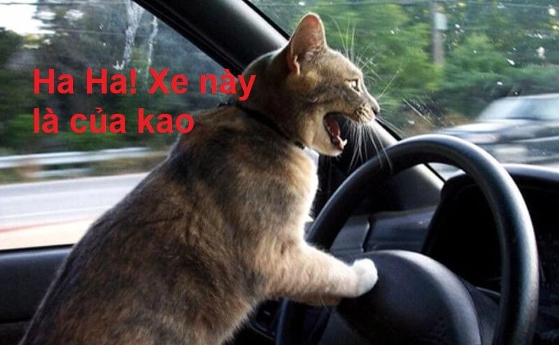 Nụ cười meme đây chứ đâu