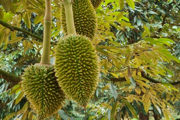 Phân bón chứa đạm nitrat giúp cây trồng sinh trưởng mạnh mẽ