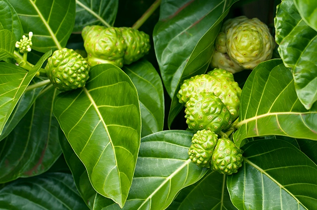 Quả Nhàu