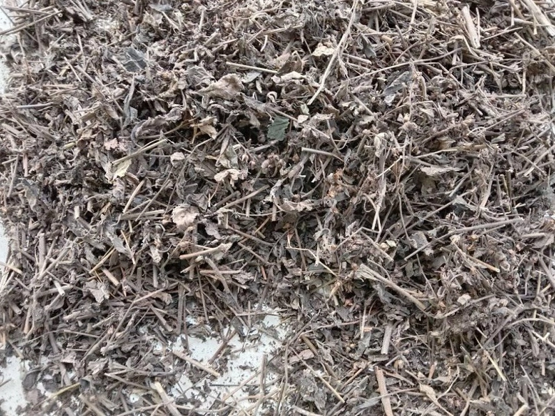 Quá trình phơi sấy khô nhân trần để bảo quản và sử dụng lâu dài