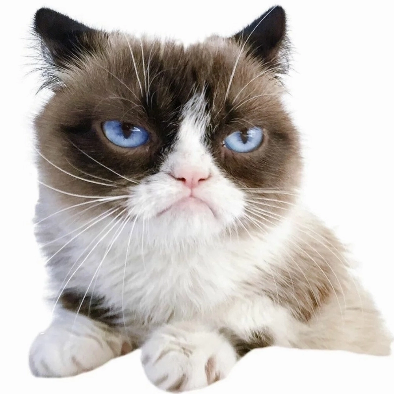 Sự châm chọc đến từ boss meme khinh bỉ mèo hot nhất hiện nay