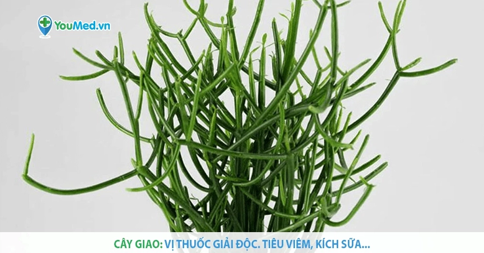 Sự kết hợp giữa ngưu hoàng và các thảo dược khác giúp tăng cường hiệu quả chữa bệnh