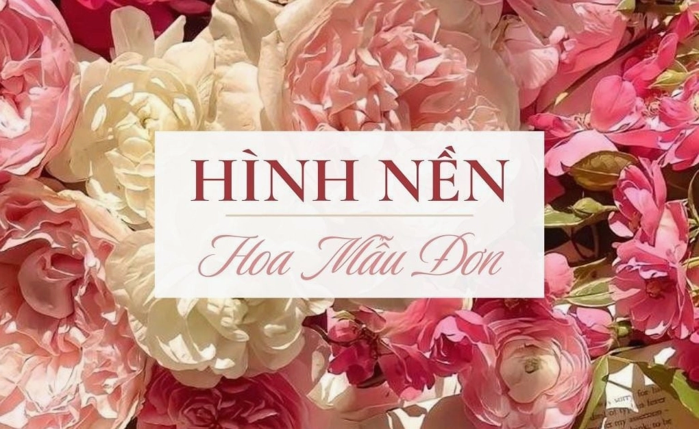 Tải 500 hình nền hoa mẫu đơn đẹp Full HD miễn phí chất lượng cao sắc nét