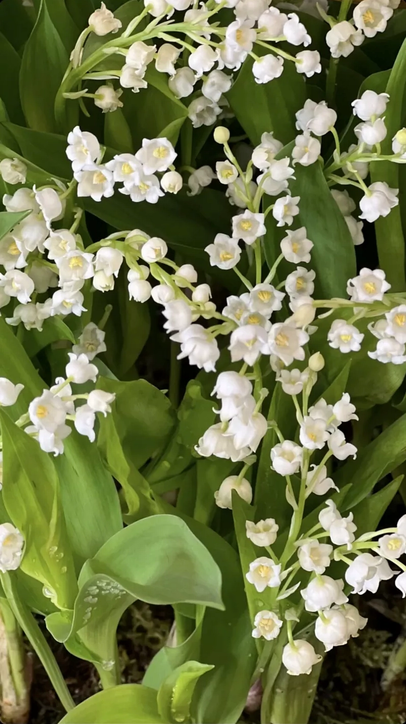 Tải ngay hình nền hoa linh lan số bảy với chất lượng hình ảnh nghệ thuật sinh động