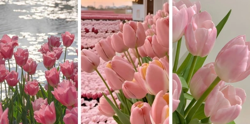 Tải ngay hình nền hoa tulip hồng tuyệt đẹp với độ phân giải cao giữ nguyên chất lượng sắc nét
