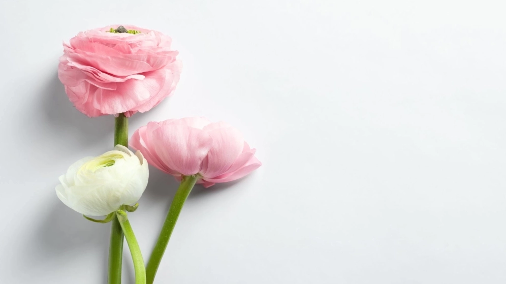 Tải ngay hình nền máy tính hoa mao lương tuyệt đẹp cho desktop của bạn