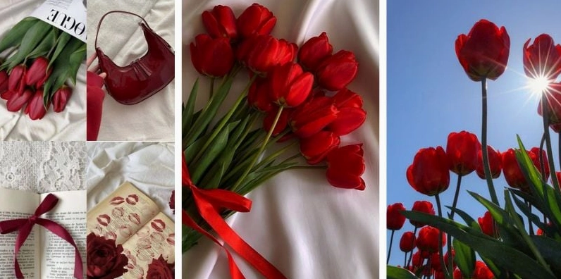 Tấm hình nền hoa tulip đỏ rực rỡ quyến rũ dành riêng cho thiết bị di động chuẩn kích thước