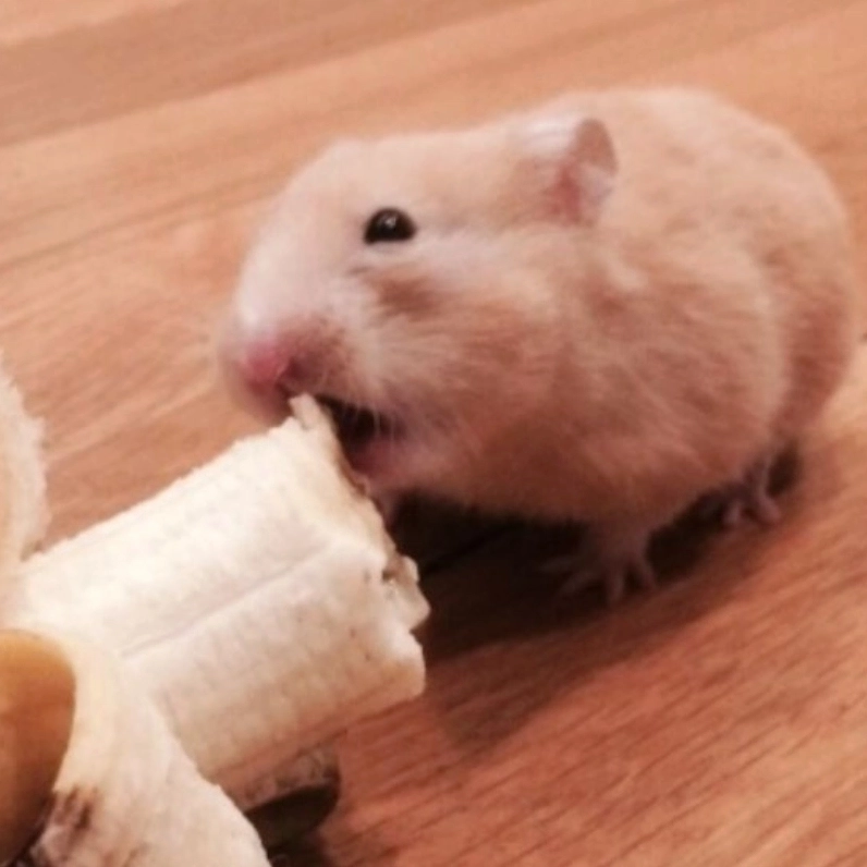 Thấy là yêu với meme chuột hamster ăn chuối thần thái ngút trời