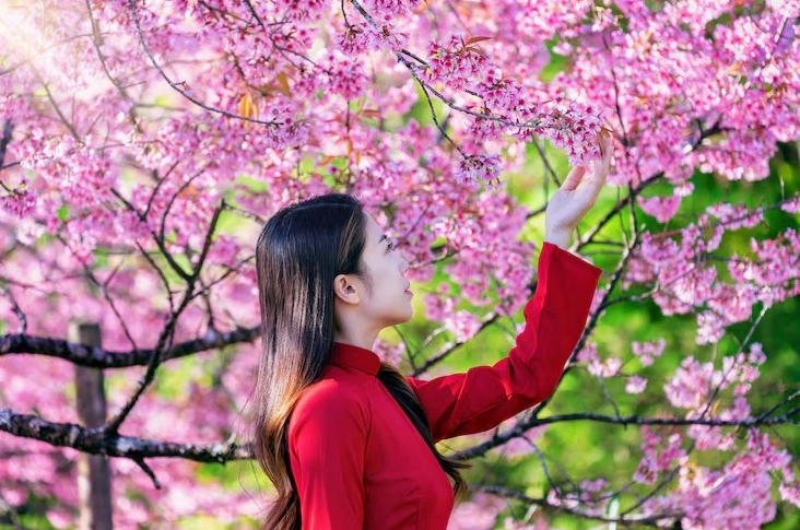 Thiếu nữ mặc trang phục truyền thống duyên dáng trong công viên hoa anh đào ngày xuân