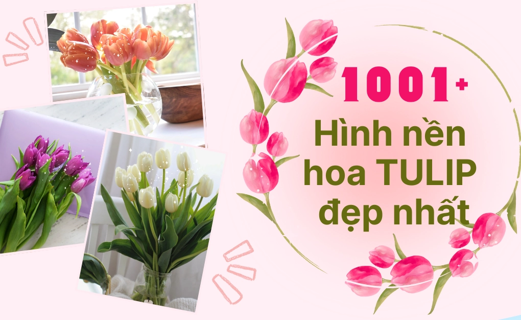 Tổng hợp hơn 1001 hình nền hoa tulip đẹp nhất cho điện thoại và máy tính chất lượng cao 4k
