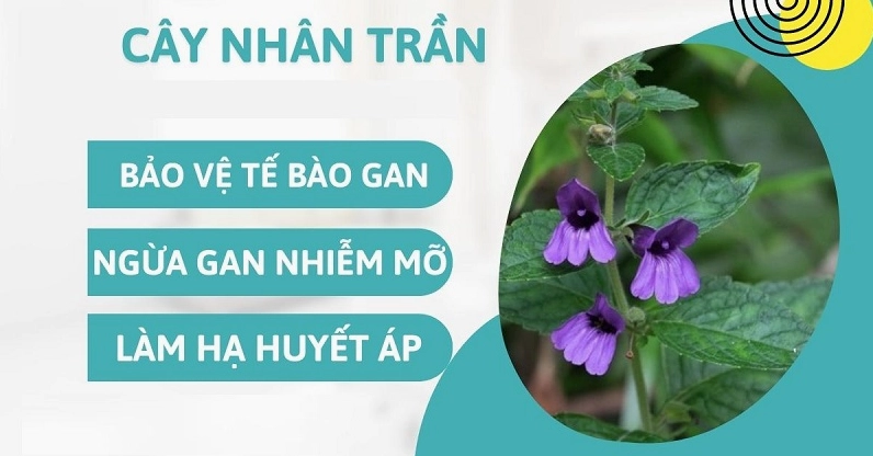 Tổng hợp những lợi ích sức khỏe tuyệt vời mà nước nhân trần mang lại