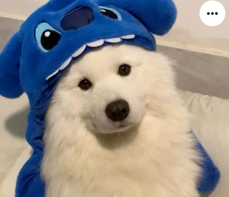 Trời ơi meme cái quần què gì đây sẽ khiến bạn không thể nhịn cười