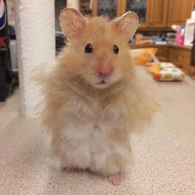 Tuyển tập ảnh meme chuột siêu hài hước khiến bạn cười ngất