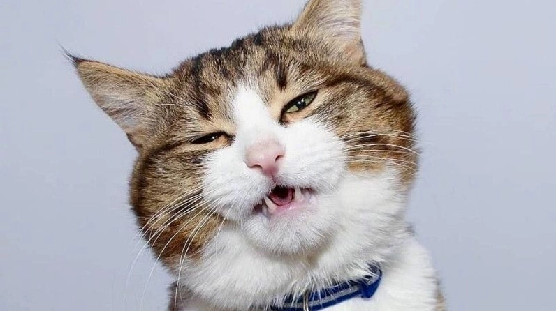 Tuyển tập ảnh meme mèo suy nghĩ siêu bựa giải cứu ngày tẻ nhạt