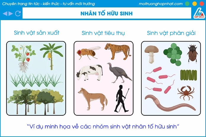 Ví dụ trực quan về các nhân tố sinh thái hữu sinh