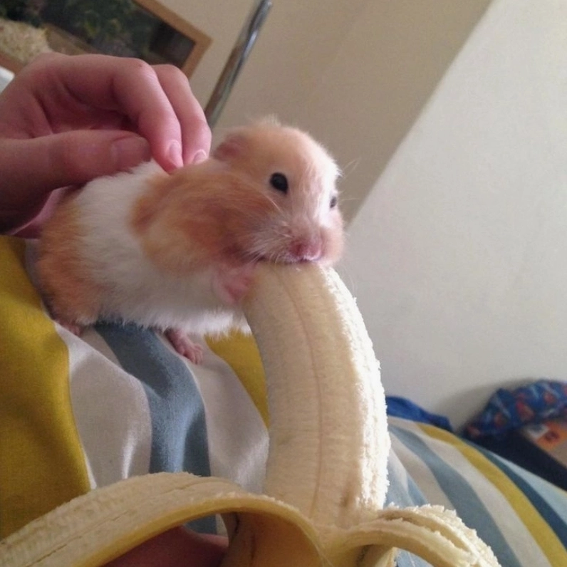 Vỡ tim với loạt ảnh chuột hamster cute meme cực xịn