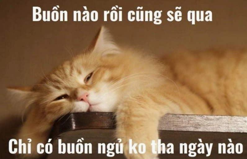 Ý nghĩa của meme chúc ngủ ngon thao thức