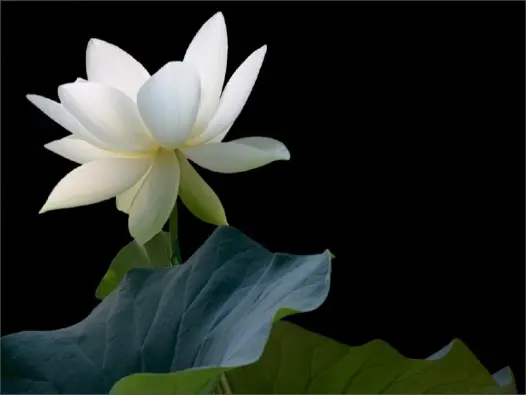 Ảnh avatar hoa sen tinh tế mang vẻ đẹp thanh cao độc đáo