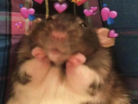 Top ảnh hamster meme gây bão mạng khiến dân tình phát sốt