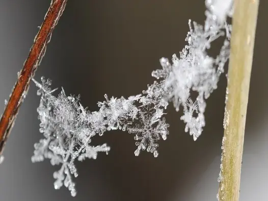 Bông tuyết là gì? Giải mã hiện tượng tự nhiên tuyệt đẹp