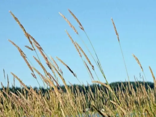 Gió nhẹ là gì? Giải thích hiện tượng thời tiết êm dịu