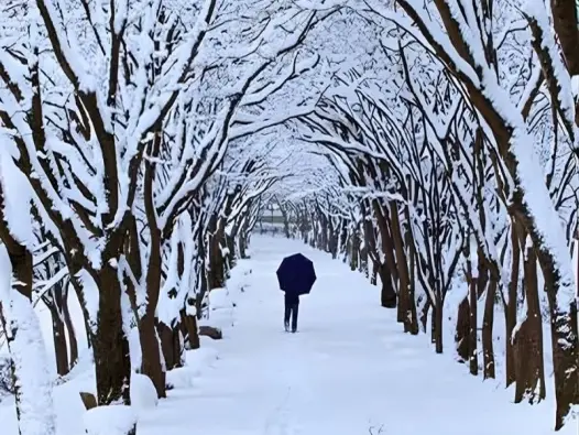 Khí hậu hàn đới là gì? Miền đất lạnh nhất hành tinh