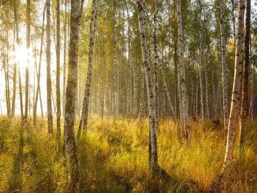 Khí hậu ôn đới là gì? Bí ẩn vùng đất dịu mát quanh năm