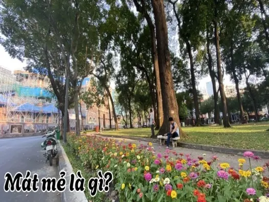 Mát mẻ là gì? Hiện tượng giúp cân bằng khí hậu tự nhiên