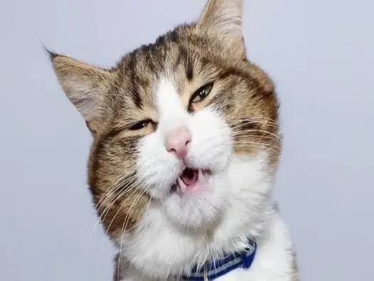 Bộ sưu tập ảnh meme mèo cười dễ thương khó cưỡng lại