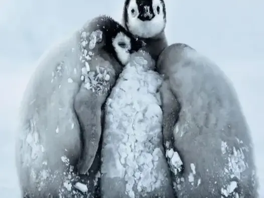 Avatar cánh cụt nét lém lỉnh cho trang cá nhân của bạn