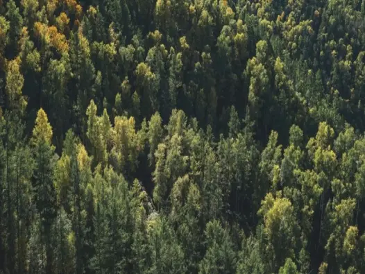 Phong cảnh rừng lá kim nét kỳ vĩ của đại ngàn phương Bắc