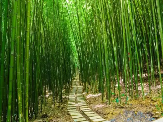 Phong cảnh rừng tre trúc nét đẹp thanh tao của thiên nhiên