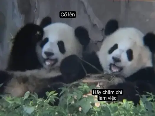 Cười ngất với loạt ảnh meme cố lên cực bựa giúp bạn vượt qua mọi deadline