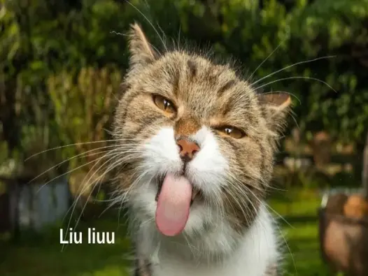 Cười ngất với tuyển tập ảnh meme ảnh cute chấn động cõi mạng